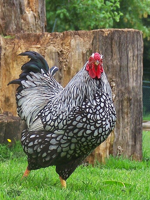 hen.jpg